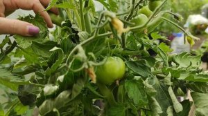 Обзор томатов для раннего урожая. Сорт Клуша золотая. 4 июня.