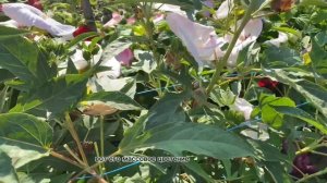 Гибискус травянистый / особенности выращивания / уход / обзор сортов