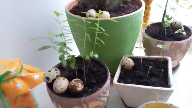 Гранат из косточки. 4 месяц. Отщипнула мокушку. Формируем дерево смотреть онлайн