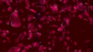 Футаж Лепестки роз