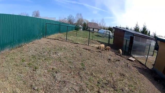 Содержание поросят. Венгерские мангалицы. смотреть онлайн