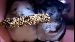 Две шиншиллы в одной клетке - ссаживание шиншилл
