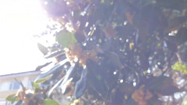 Лавровое дерево цветет смотреть онлайн