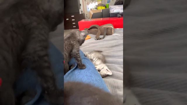 Котята даром Спб смотреть онлайн