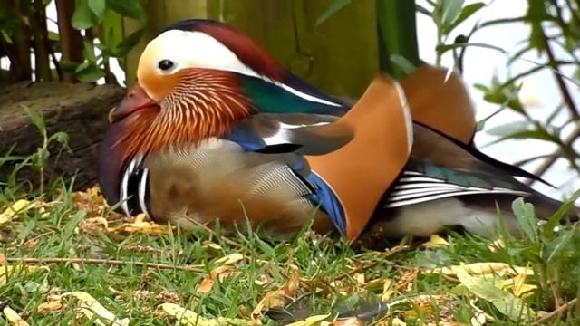 Samsung WB150F camera 720p 30fps test video смотреть онлайн