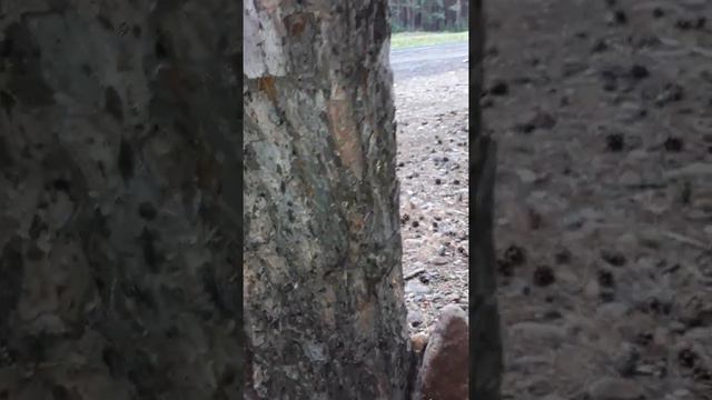 Муравьи на дереве живут?!!! смотреть онлайн