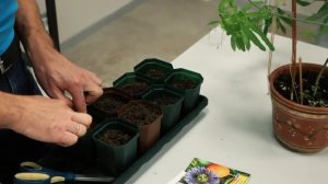 Пассифлора на подоконнике. Пассифлора комнатная или Страстоцвет. Уход в домашних условиях