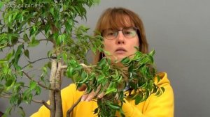 Сращивание фикусов Бенджамина (ч.5).