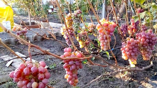 Виноград Хамелион смотреть онлайн