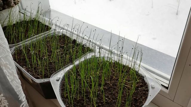 Обзор всей рассады на 18 марта 2023 года. Бегонии, перец и лук. Посеяны томаты. смотреть онлайн