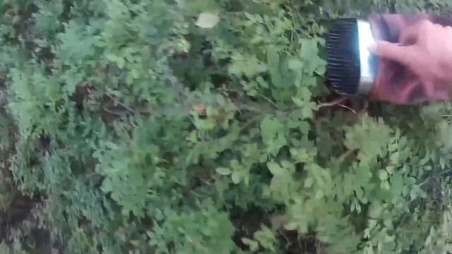 Сбор ягод черники,комбайном или (хапугой) смотреть онлайн
