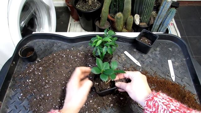 Re potting my Ficus microcarpa Ginseng Plant & my Castanospermum australe Lucky Bean Plant смотреть онлайн