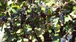 Виноград 'Саперави северный' - беспроблемный винный сорт.