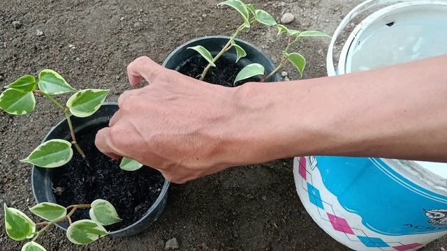 How to Propagate Peperomia Scandens Variegata смотреть онлайн