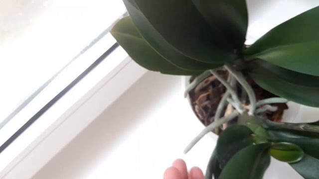 #Орхидеи. Куда пропали былые золото и сияние орхидеи Лас Вегас или Гоуд в домашнем цветении? смотреть онлайн