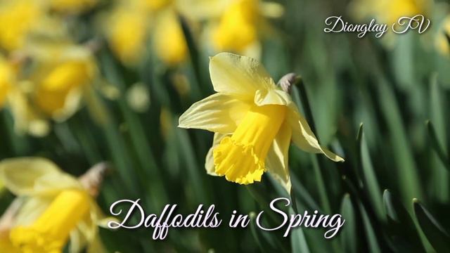 Yellow Daffodils in Spring смотреть онлайн