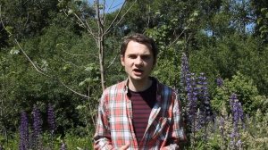 Черёмухово-злаковая тля – вредитель черёмухи и методы борьбы с ним