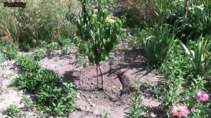 Персик на сливу- через 2 года