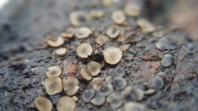 (Mollisia sp) Jaworzno смотреть онлайн