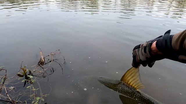 Рыбалка в Майские праздники! Жерех по мутной воде! SSR camion опять сделал рыбалку!!!#КрасиваяМеча смотреть онлайн