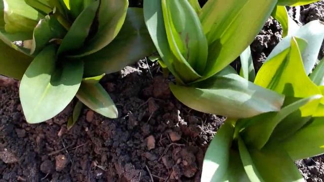 #colchicum #сад #колхикумлистья/ Колхикум(лат.сolchicum) - листья безвременника великолепного весно смотреть онлайн