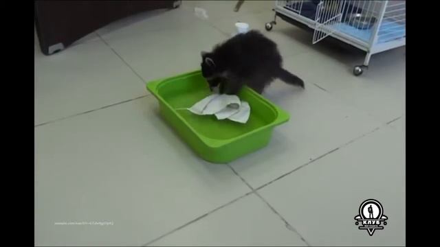 Енот   лучший помощник по хозяйству