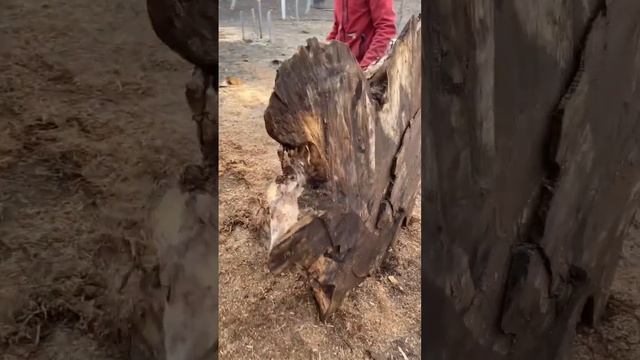 Огромный болт нашли внутри огромного ореха ? Получился фактурный спил для столешницы ? смотреть онлайн