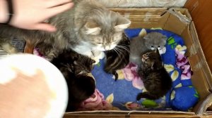 Британские котята / Как и чем кормить котёнка / Первый прикорм