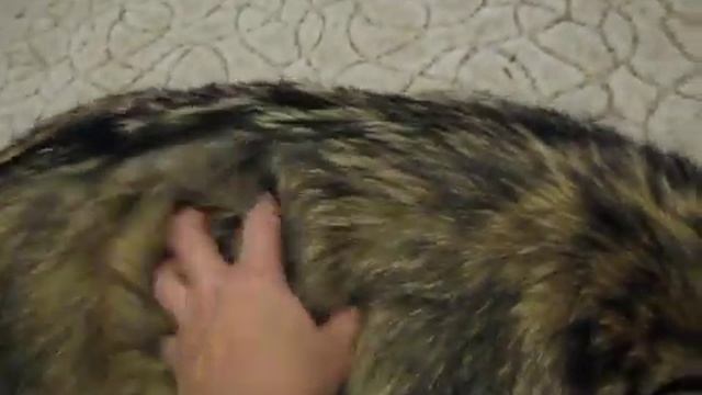 Ручная домашняя лиса Ева. смотреть онлайн