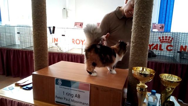 Выставка котов 2019 4 смотреть онлайн