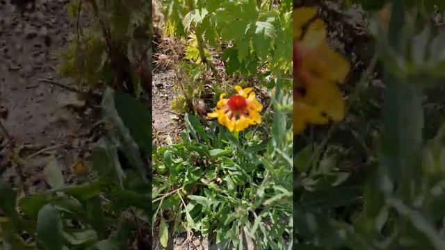 Цветы на дачном участке в конце июля. Цветы, насекомые собирают нектар. Дачный участок в Германии. смотреть онлайн