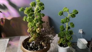 Душистая пеларгония на фитильном поливе