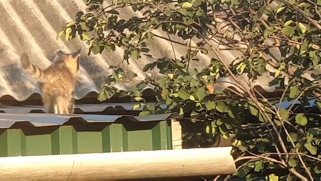 Вот что значит кошки!!!? смотреть онлайн