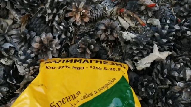 Восстанавливаем розы! Прошло две недели! И что теперь делаем! смотреть онлайн