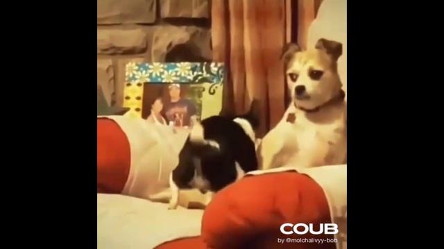 ПОДБОРКА ПРИКОЛОВ С ЖИВОТНЫМИ. КОРОТКИЕ ВИДЕОНАРЕЗКИ #Shorts (#4) смотреть онлайн