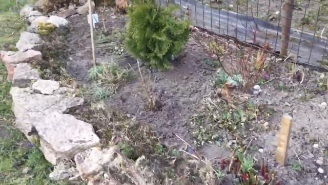 ПОДКОРМКА ГОРТЕНЗИЙ, ХВОЙНЫХ. Обзор гортензий смотреть онлайн