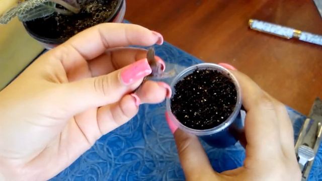 Эписция - размножение столоном смотреть онлайн