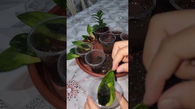N⁰-278. Хар хил Замиакулкась баргларини чатиштирдим ва натижасини куринг🥰🥰🥰 смотреть онлайн