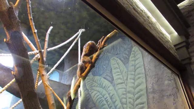 Обезьяна саки хочет поиграть с шариком 26.08.18 смотреть онлайн