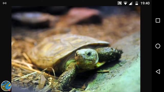 Отрезок из видео ,,Всё об - Эластичная черепаха" смотреть онлайн