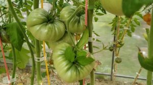 Томат Загадка природы. Обыкновенное чудо!