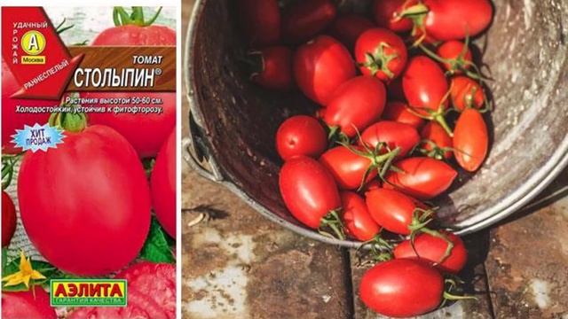 Сорта томатов для выращивания в теплице, устойчивые к фитофторе смотреть онлайн