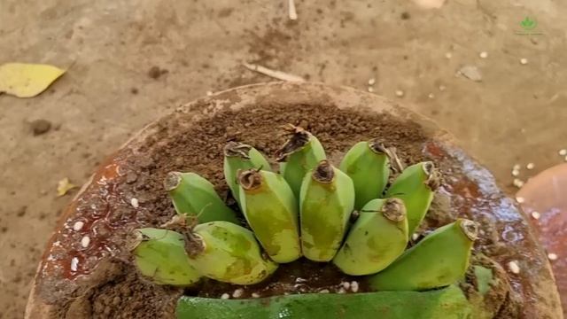 Grafting of papaya with bananas yields high yields in a short time смотреть онлайн