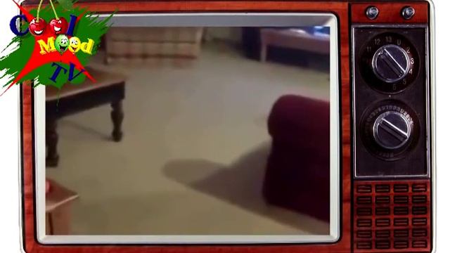 Собака едет на дачу смотреть онлайн