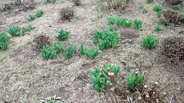 #32переезднаюг#кубань#свойдом ЧЕМ ЗАНИМАЛИСЬ ВЧЕРА/ПОДСЧИТАЕМ СКОЛЬКО РОЗ смотреть онлайн