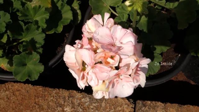 Geranium Plant || 20 Variety Geranium Plants and Flowers || Different Geranium Plants смотреть онлайн