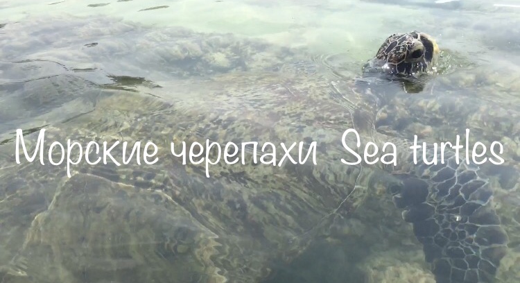 Морские черепахи Sea Turtles Sri Lanka смотреть онлайн