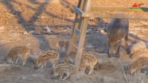 Охота питона