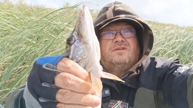 Осенняя рыбалка 2023..Щука и окунь раздают... смотреть онлайн