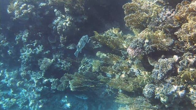 Рыба собака (Аротрон звездчатый) и Аротрон белопятнистый. Отель Melton 12.2019 смотреть онлайн